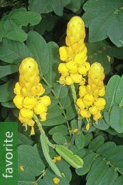 Image result for Abrus melanospermus