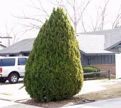 Arborvitae Berkman Gold Arborvitae Evergreen Shrubs Foundation Planting