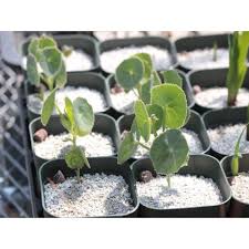 Image result for Senecio oxyriifolius