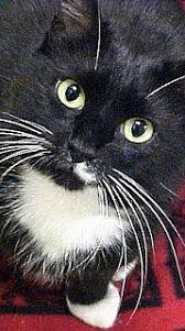 Black And White Tuxedo Cat Breed Stash Short For Mustache Pete Is A Tuxedo Cat With Black And White Accessories More At Catsincare Com Tuxedo Cat Facts Cat Facts Cat Breeds