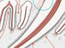 Anatomy Of A Tooth
