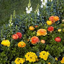 This is usually about a month before your last spring frost. How To Grow Ranunculus Garden Gate