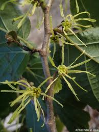 Image result for Hamamelidaceae