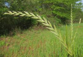 Image result for Lolium multiflorum