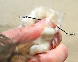 Stop A Nail From Bleeding Pet Hacks Cat Grooming Dog Care