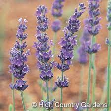 Royal Velvet English Lavender Lavender Plant Growing Lavender Flower Spike