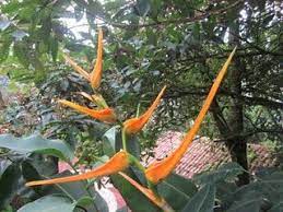 Heliconia Latispatha False Bird Of Paradise Heliconia Flowers Birds Of Paradise