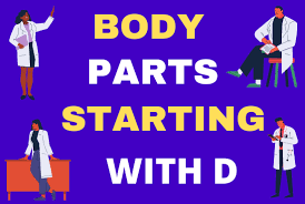 Maybe you would like to learn more about one of these? Body Parts Starting With D Human Body Parts Names