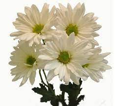 April's birth flowers are the daisy and the sweet pea. 503 Service Unavailable Chrysanthemum Daisy Beautiful Flowers