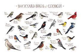 Backyard Birds Of North Georgia Pin On For The Home