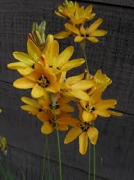 Image result for Ixia