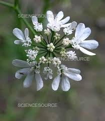 Image result for Coriandrum