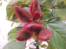 Image result for Bixaceae