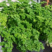 Maybe you would like to learn more about one of these? Parsley Envy Tray Of 42 Large Plug Plants Brookside Nursery