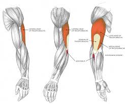 Muscles contributing to function are all flexion (biceps brachii, brachialis, and brachioradialis) and extension muscles (triceps and anconeus). Muscles Of The Arm And Hand Classic Human Anatomy In Motion The Artist S Guide To The Dynamics Of Figure Drawing