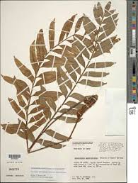 Image result for Lomariopsis warneckei