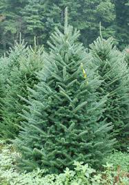 Check spelling or type a new query. Fraser Fir Christmas Tree Johns Nursery Garden Centre And Landscape