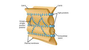 Jan 12, 2021 · endocytosis types: Cell Cell Junctions Gap Junctions Article Khan Academy