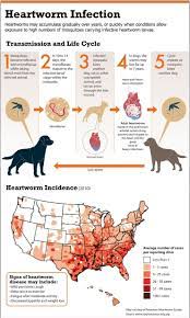 Maybe you would like to learn more about one of these? Do Dogs Get Hiccups What Triggers Hiccups In Dogs And How To Stop Them