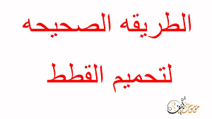 كيفية تحميم القط نصائح و إرشادات مهمه لكيفية استحمام القطط العناية بالقطط Youtube