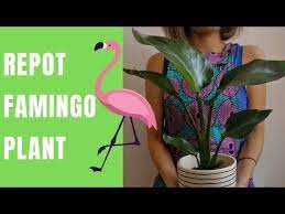 How To Repot Anthurium Plant Repotting Flamingo Flower Youtube Anthurium Plant Anthurium Plants