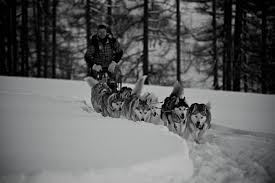 Découvrez l'initiation à la conduite d'attelage avec de magnifiques chiens de traîneau pour comprendre la vie de la meute. Chiens De Traineaux Evasion Nordique Chamonix Mont Blanc Annuaire De La Vallee Chamonix Mont Blanc