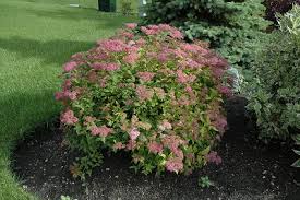 Image result for Spiraea bumalda