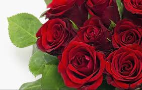 ⭐full collection of hd wallpapers are of high quality with resolution 1920x1080 and above ⭐support all screen resolutions for any mobile phone and tablet ⭐easy setting wallpapers ⭐can using offline and online. Red Rose Wallpaper Hd 1080p