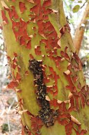 Image result for Andrachne