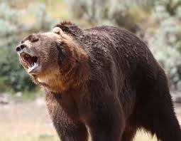 Do It Like We Do It On The Discovery Channel Man Vs Bear Exclusive Can You Eat Like A Grizzly Man Vs Bart The Bear Bear