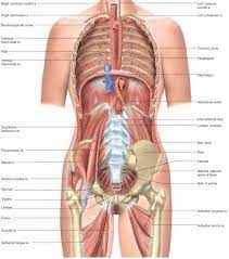 Female anatomy includes the external genitals, or the vulva, and the internal reproductive organs. Visual Survey Of The Body Physiology Americorps Health