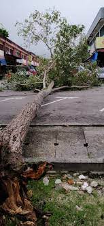 Fallen trees, a fallen tree. Pokok Tumbang Di Jln Dedap 13 Tmn Chan San San é™ˆçŠçŠ Facebook