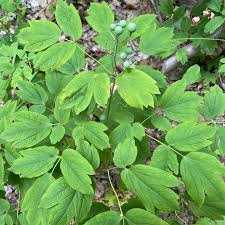 Image result for Blue Cohosh