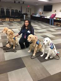Lcc Comfort Dog Reuben And Jessa At Sunrise Hospital In Las Vegas Dogs Yuba City California Labrador Retriever