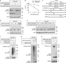 Start studying animal cell diagram. Competitive Oxidation And Ubiquitylation On The Evolutionarily Conserved Cysteine Confer Tissue Specific Stabilization Of Insig 2 Nature Communications