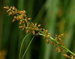 Image result for Carex macrophyllidion