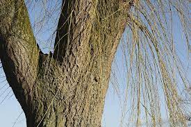Maybe you would like to learn more about one of these? Tree Weeping Willow Branches Moss Bark Green Landscape Park Winter Nature Trees Pikist