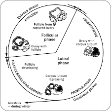 anatomy physiology and reproduction in the mare