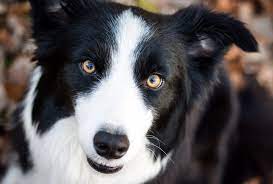 Astoria Border Collies Puppies Available Soon Near St Paul Mn Akc Dog Shows Collie Puppies Herding Dogs