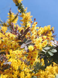 Image result for Acacia afra