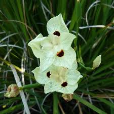 Image result for Dietes flavida