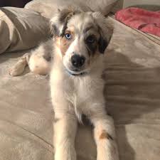 Australian stumpy tail cattle dog (1) beaglier. This Is Our Little Boy Bolin 17 Wk Old Australian Shepherd We Just Found Out Yesterday That He S Deaf Dogtraining