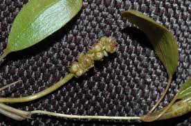 Image result for Potamogetonaceae