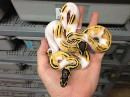 We did not find results for: Top 10 Ball Python Rookie Mistakes How To Avoid Them The Ball Street Journal