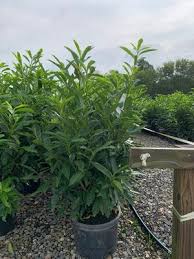 Prunus laurocerasus 'van nes', is breed en. Prunus Laurocerasus Schipkaensis Skip Laurel From Colesville Nursery