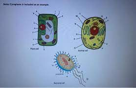 For example, animal cells do not have a cell wall or chloroplasts but plant cells do. Note Cytoplasm Is Included As An Example Itd Fueron Chegg Com