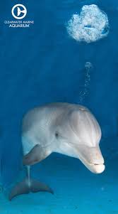Pin By Madison Pendleton On Veterinary Medicine Clearwater Marine Aquarium Marine Aquarium Dolphin Tale