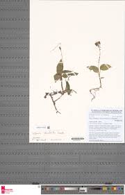 Image result for Liparis mulindana