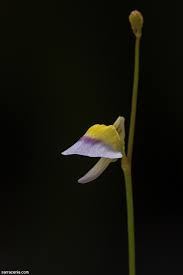 Image result for Utricularia scandens