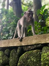Dress them up or take care of them, it's up to you! Animal Monkey Mammal Wildlife Baboon Bali Indonesia Jungle Piqsels